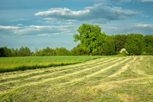 Cost of Vegetation Removal in Warwick
