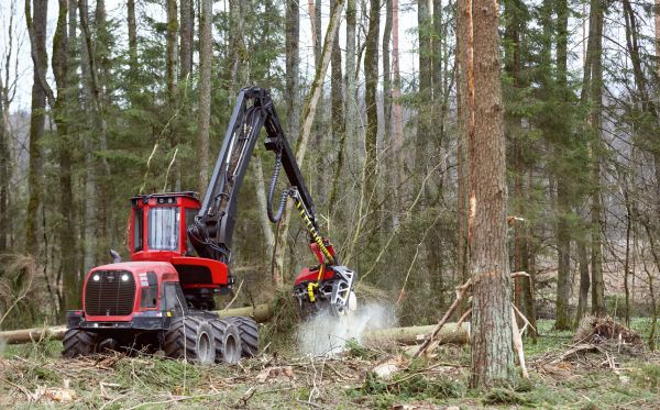 Cost of Forest Clearance Service in Warwick