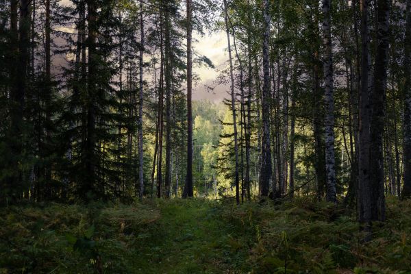 Cost of Pine Tree Clearing in Warwick