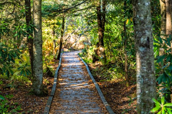 Cost of Trail Clearing in Warwick