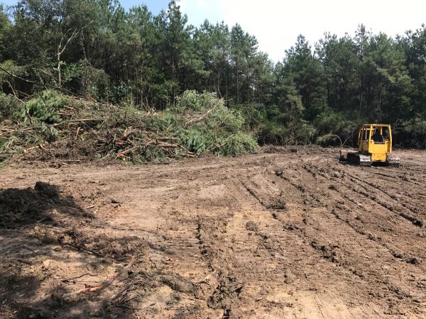 Cost of Thicket Clearing in Warwick